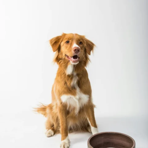 Collapsible Pet Travel Bowl